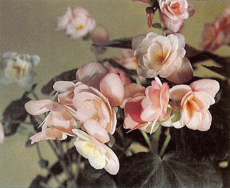 B. ‘Elfe’